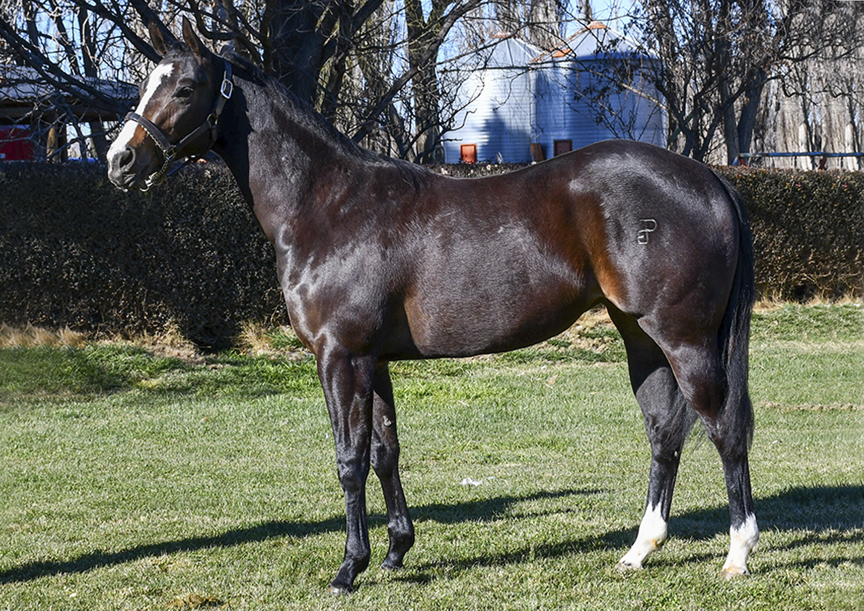 Odalisca Des - Haras Don José