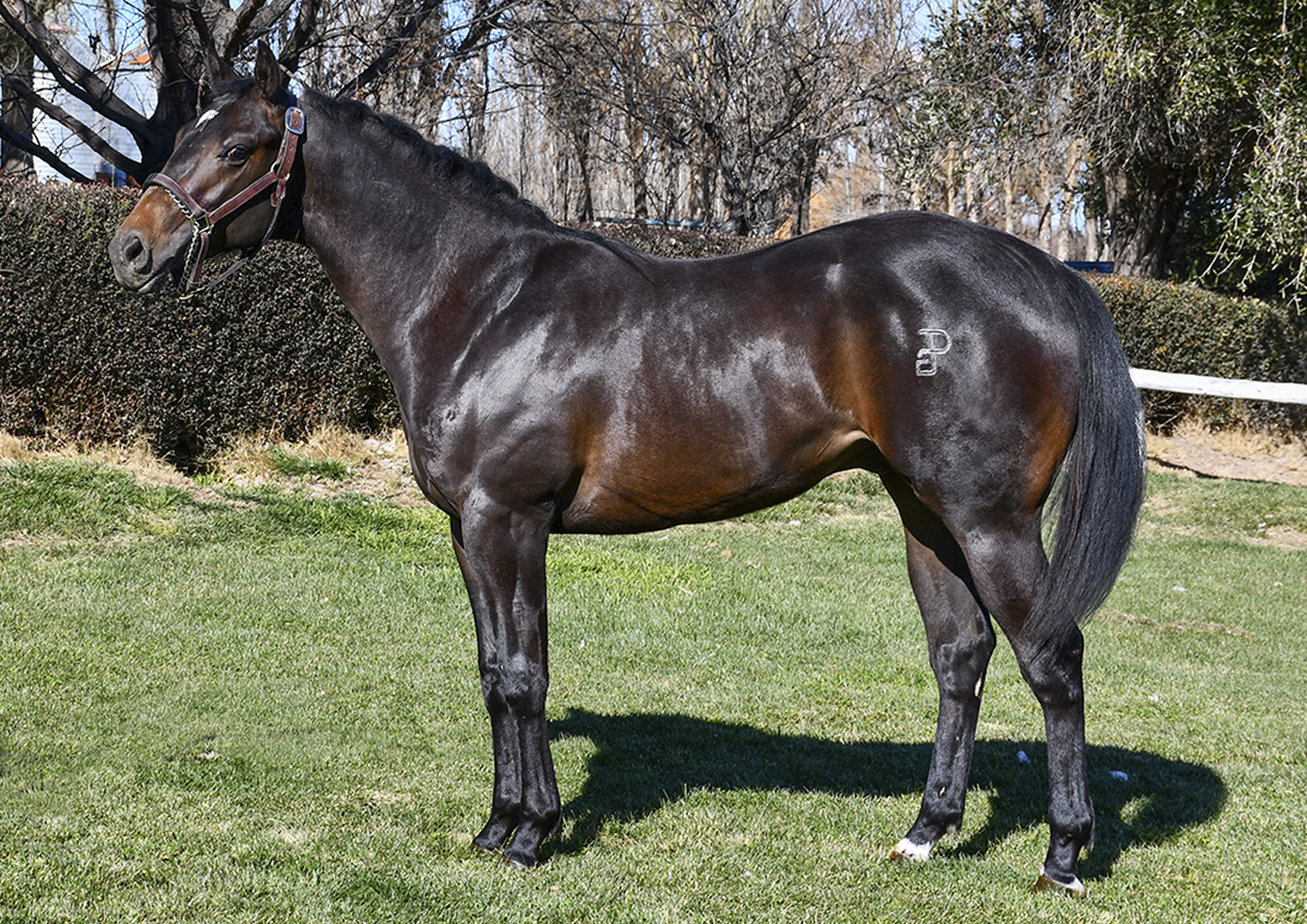 Original Secret - Haras Don José