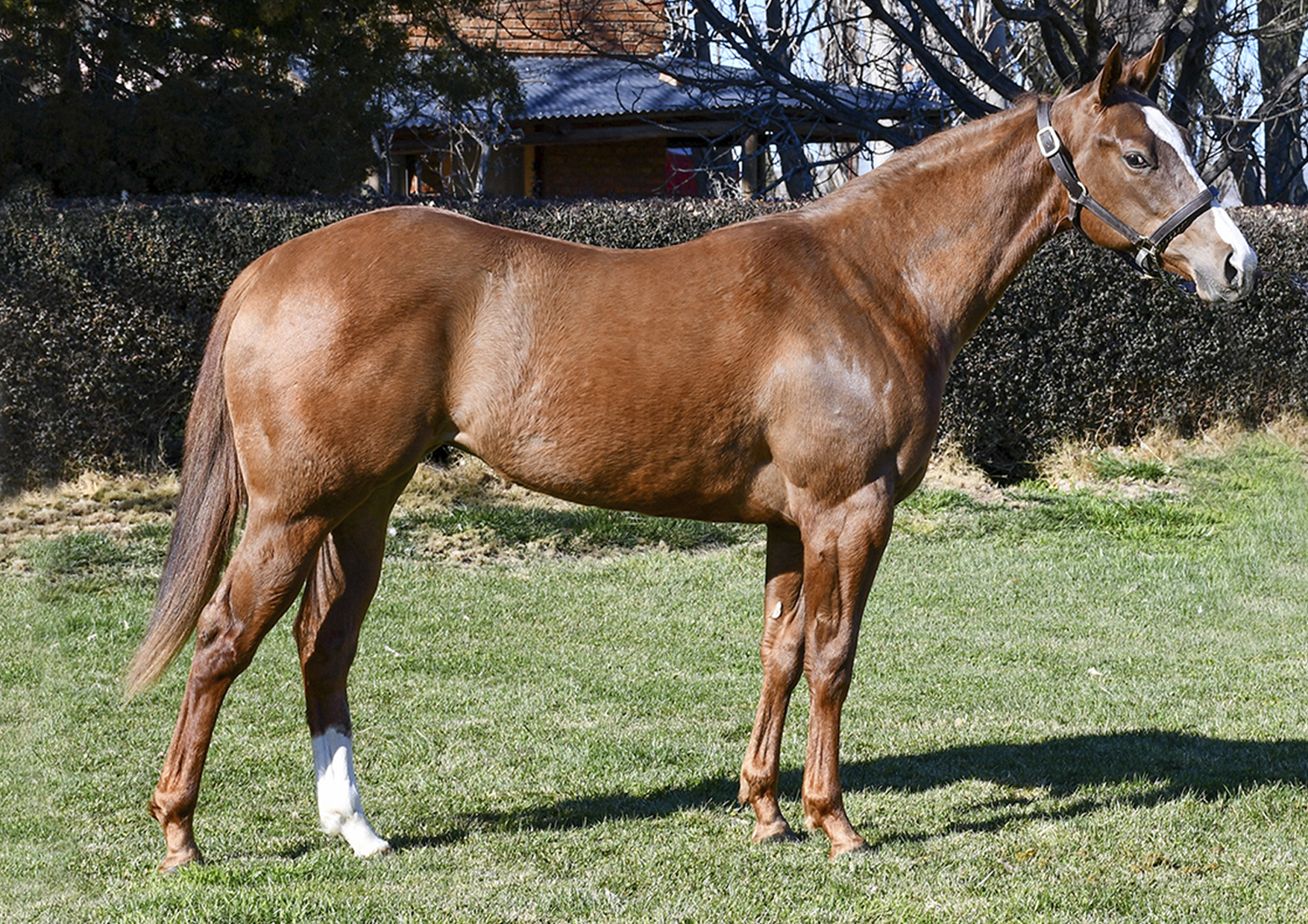 Oradora Des - Haras Don José